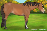 Horse Color:Bay Sabino