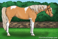 Horse Color:Chocolate Palomino Tobiano 