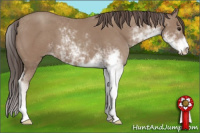 Horse Color:Classic Champagne Sabino 