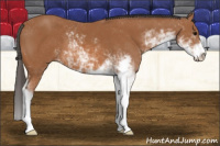 Horse Color:Bay Sabino 