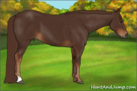Horse Color:Gray Chestnut 