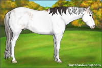 Horse Color:Bay Sabino 