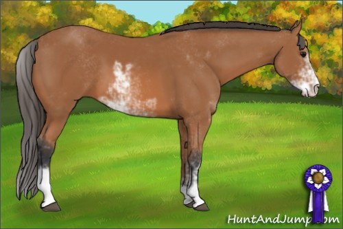 Horse Color: Unknown 