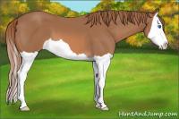 Horse Color:Liver Chestnut Splash 