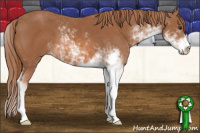 Horse Color:Chestnut Sabino 