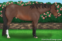 Horse Color:Bay Roan 