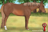 Horse Color:Liver Chestnut 