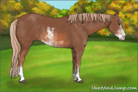 Horse Color:Chestnut Sabino
