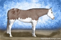 Horse Color:Bay Splash Appaloosa 