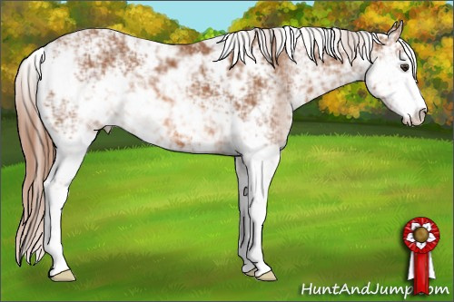 Horse Color: Chestnut Sabino 