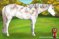 Horse Color:Chestnut Sabino