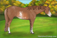 Horse Color:Chestnut Sabino