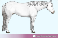 Horse Color:Liver Red Dun Sabino Appaloosa