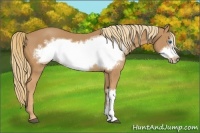 Horse Color:Chestnut Frame 
