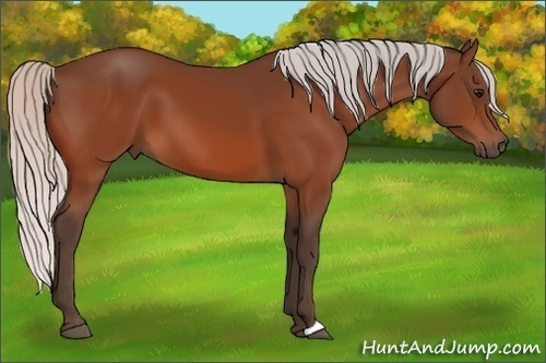 Horse Color: Silver Bay 
