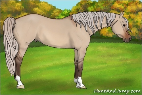 Horse Color: Silver Bay Dun 