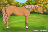Horse Color:Chocolate Palomino 