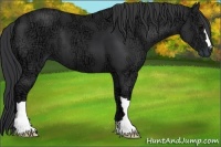 Horse Color:Black Ice 