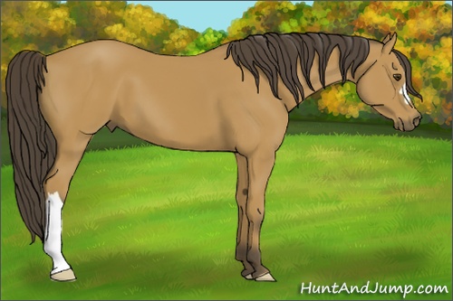 Horse Color: Buckskin 