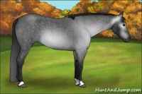 Horse Color:Gray Blue Roan 