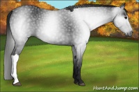 Horse Color:Gray Black 