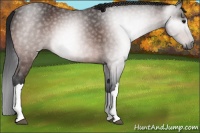 Horse Color:Gray Brown 