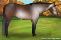 Horse Color:Gray Brown 