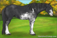 Horse Color:Brown Sabino