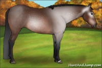 Horse Color:Gray Bay 