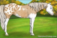 Horse Color:Palomino Splash Appaloosa 