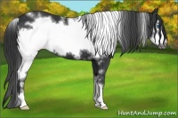 Horse Color:White Spotted Black Frame 
