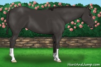 Horse Color:Smoky Black 