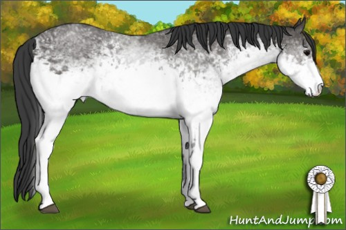 Horse Color: White Spotted Black Rabicano 