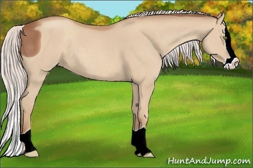 Horse Color: ERROR: UNKNOWN ANOMALY
