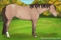 Horse Color:Amber Champagne Rabicano 