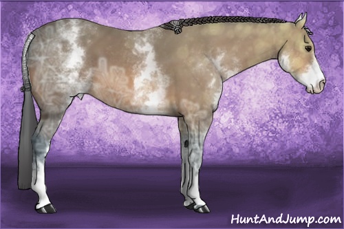 Horse Color: White Spotted Bay Ice 