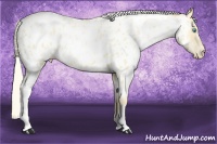 Horse Color:Palomino Pearl Appaloosa