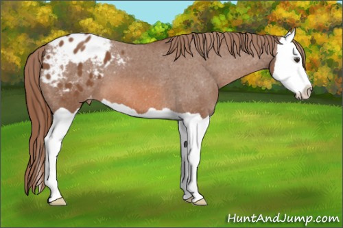 Horse Color:Liver Chestnut Splash Appaloosa 