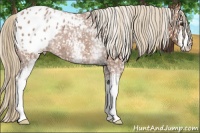 Horse Color:White Spotted Red Roan Appaloosa 