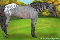 Horse Color:Brown Roan Appaloosa