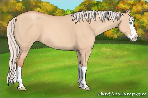 Horse Color: Silver Amber Champagne Dun Sabino Splash 