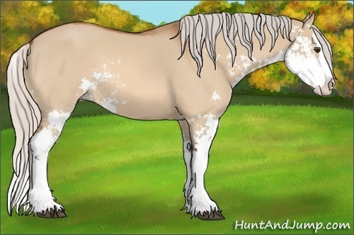 Horse Color: Silver Bay Dun Sabino Splash 