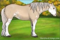 Horse Color:Silver Bay Dun Sabino Splash 