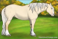 Horse Color:Silver Amber Cream Champagne Dun Sabino Splash 