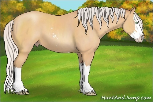 Horse Color: Silver Amber Champagne Sabino Splash 