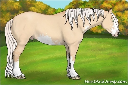 Horse Color: Unknown 