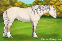 Horse Color:Silver Amber Champagne Dun Sabino Splash 