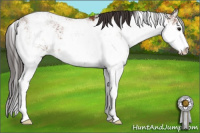 Horse Color:Bay Sabino 