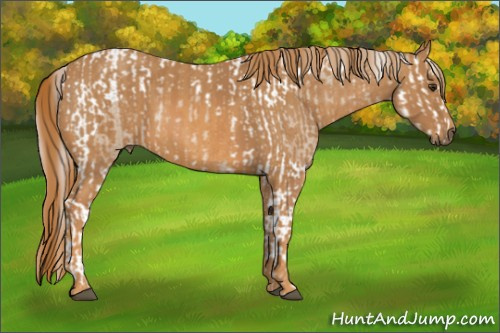 Horse Color:Silver Brown Dun Splash Tobiano Varnish Rabicano  Brindle