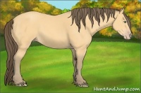Horse Color:Amber Cream Champagne 